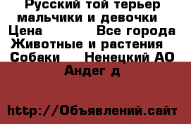 Русский той-терьер мальчики и девочки › Цена ­ 8 000 - Все города Животные и растения » Собаки   . Ненецкий АО,Андег д.